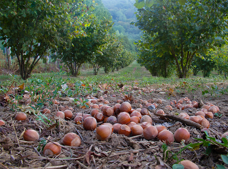 Ripe hazelnuts fallen from trees in a hazelnut orchard