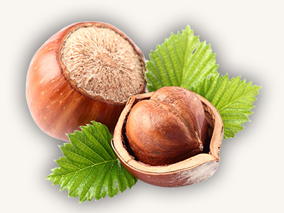 Hazelnuts with leaves